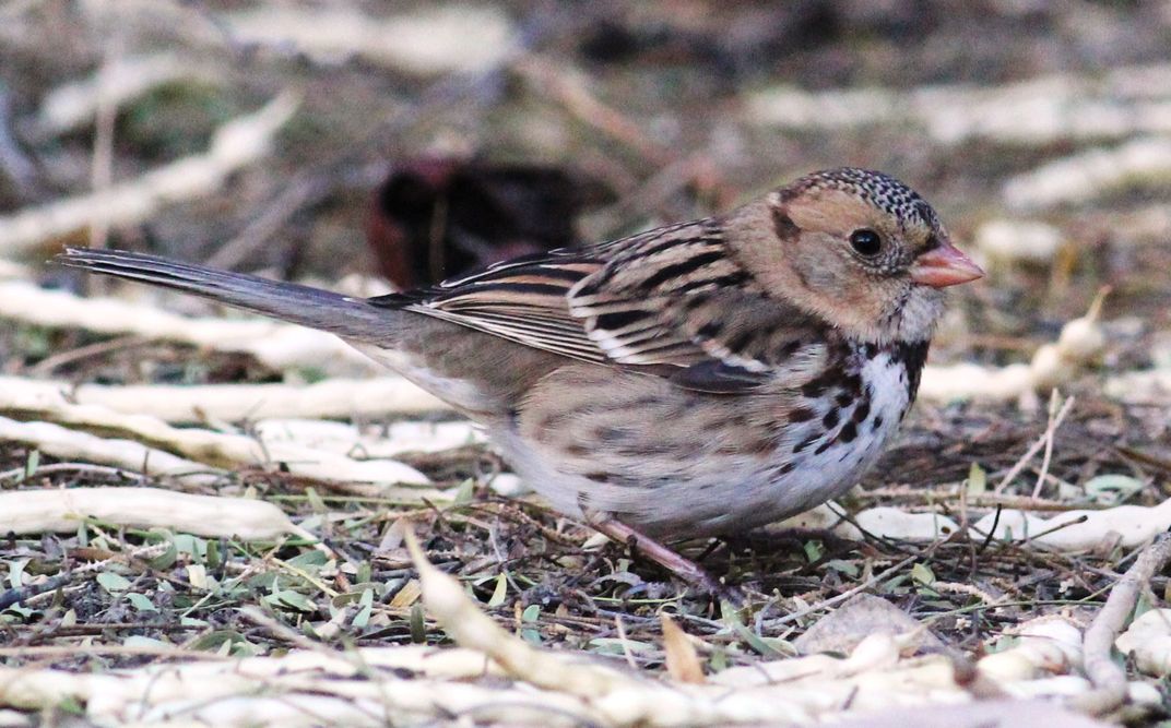 Harris's Sparrow