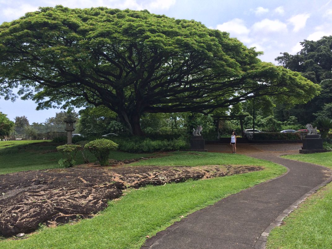 Queen Liliuokalani’s Banyan | Smithsonian Photo Contest | Smithsonian 