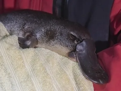 A new report finds platypus numbers are declining in Australia, prompting the authors of the report to call for the species to be listed as endangered.