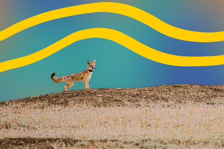 swift fox.png