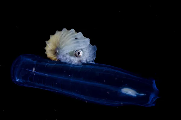 Female Nautilus attached to a salp thumbnail