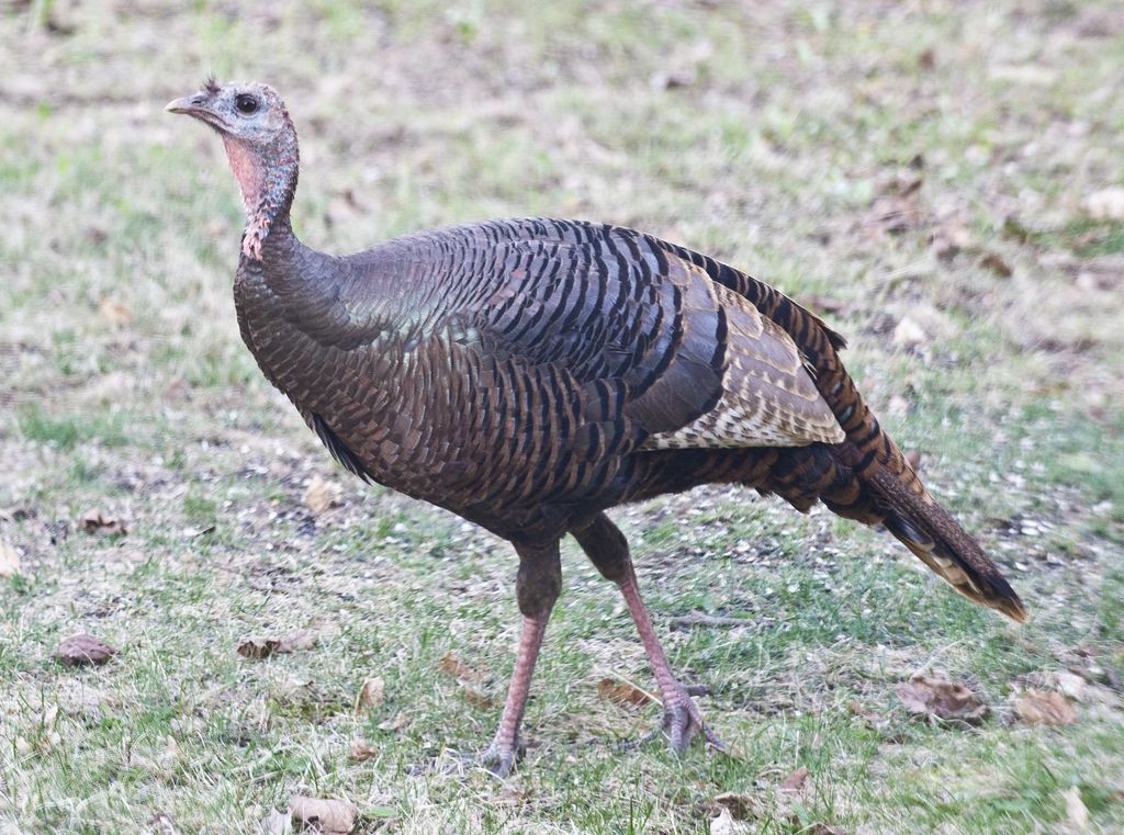 Species Profile: Eastern Wild Turkey