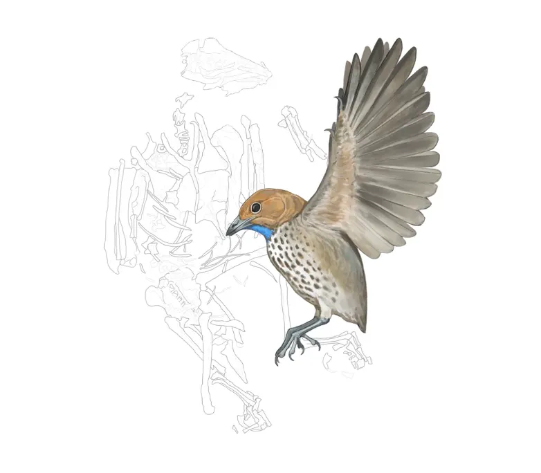 an illustration of a small bird in profile with its wings up, a spotted chest and blue chin, in front of a drawing of bird bones