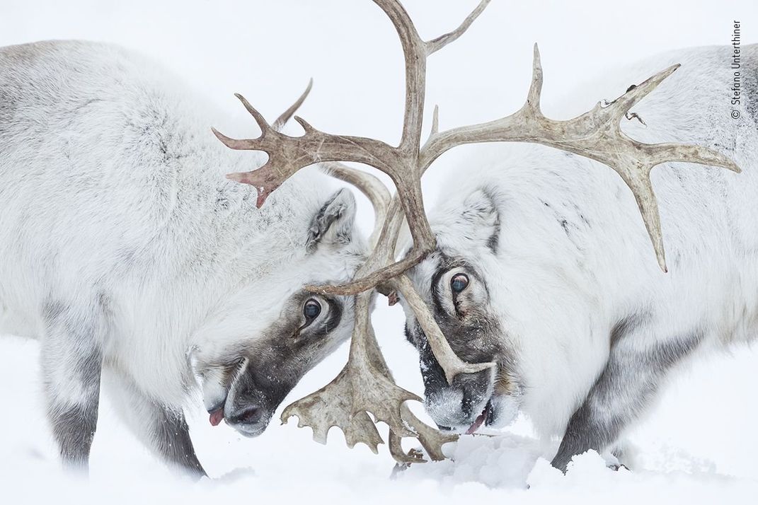 Two reindeer bucks clash their large antlers in the snow