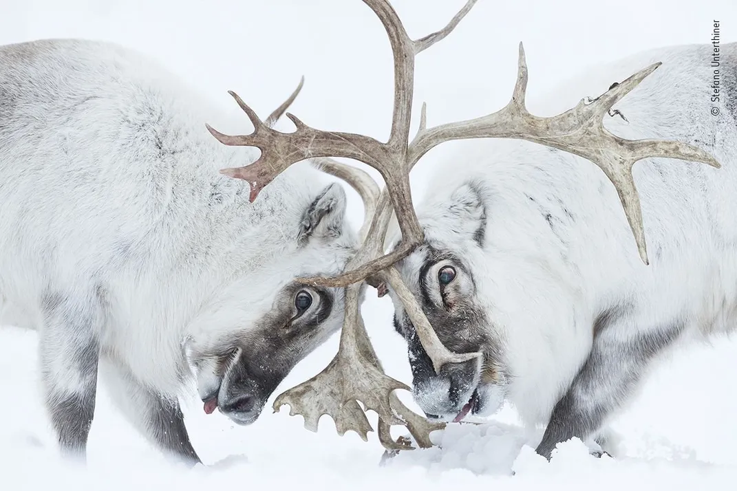 Ten Breathtaking Images From the 2021 Nature Wildlife Photographer of the Year Awards