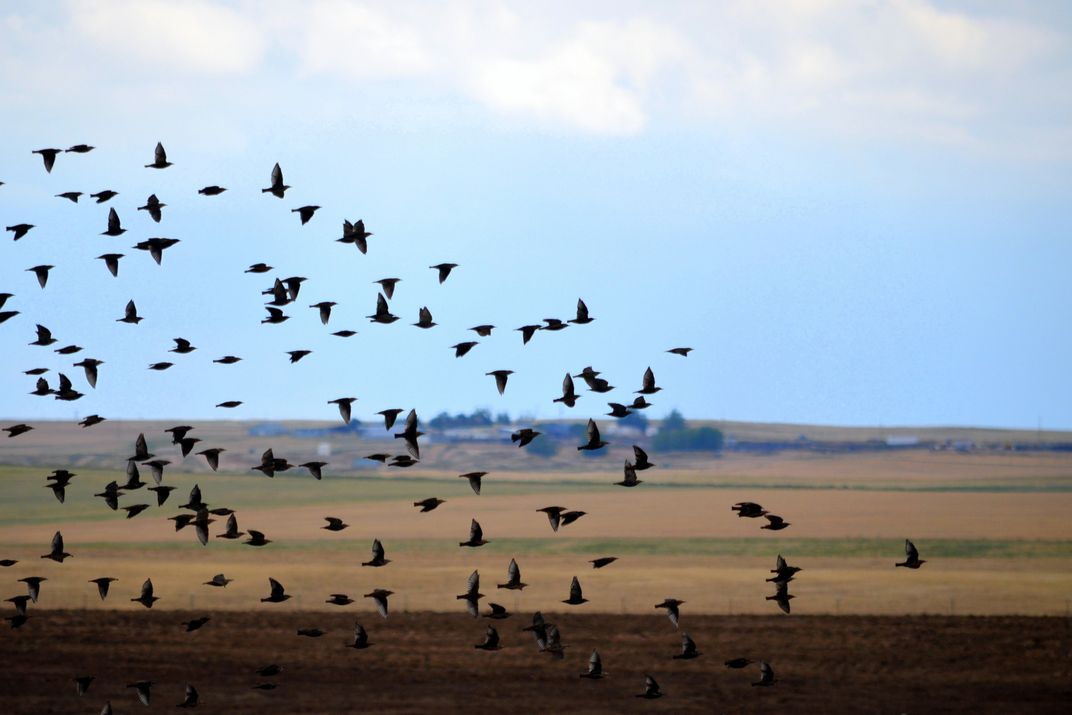 IT STARTS WITH ONE ~ A flock of birds follows just one who starts out ...