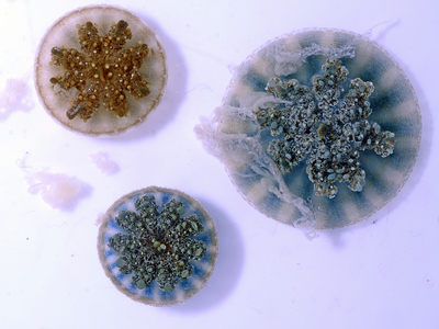 Three Cassiopea, or upside-down jellyfish, seen from above in a lab at the Smithsonian’s National Museum of Natural History. The cloudy matter floating above and to the left of the jellyfish is a mucus that they exude.
