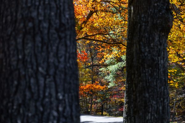 Fall Within A Frame thumbnail