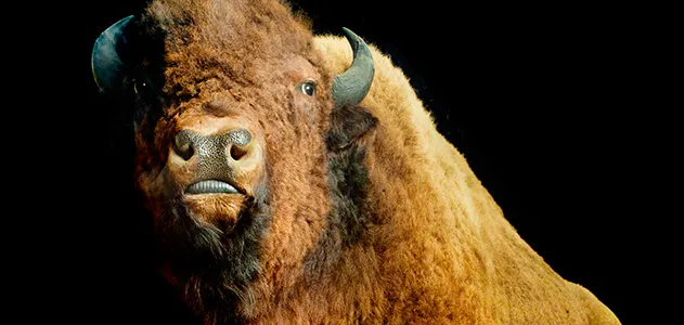 American buffalo