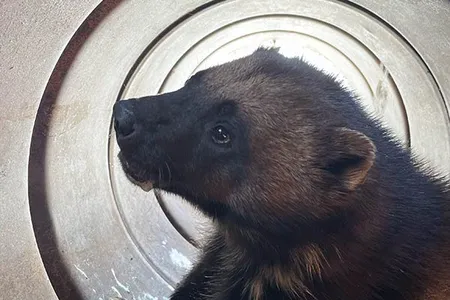 Utah state officials set out two barrel traps to capture an elusive wolverine that was spotted from an aircraft.&nbsp;