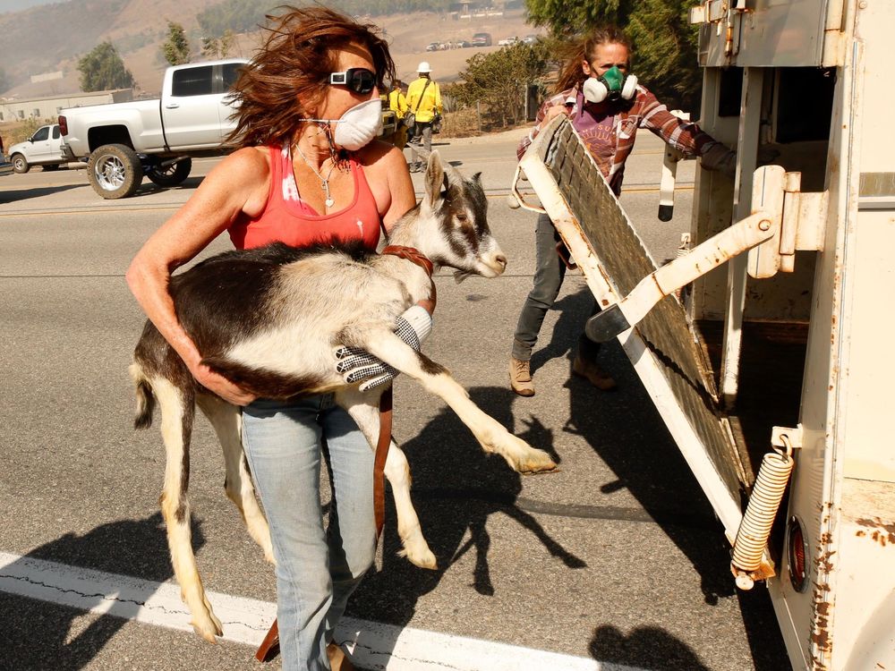 Woman carries goat to safety.