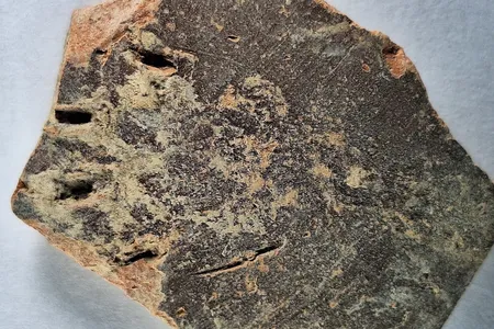 The cat&#39;s ancient paw print measures 1.2 inches across.