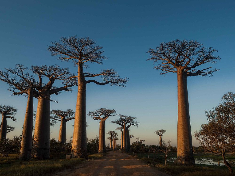 Baobabs