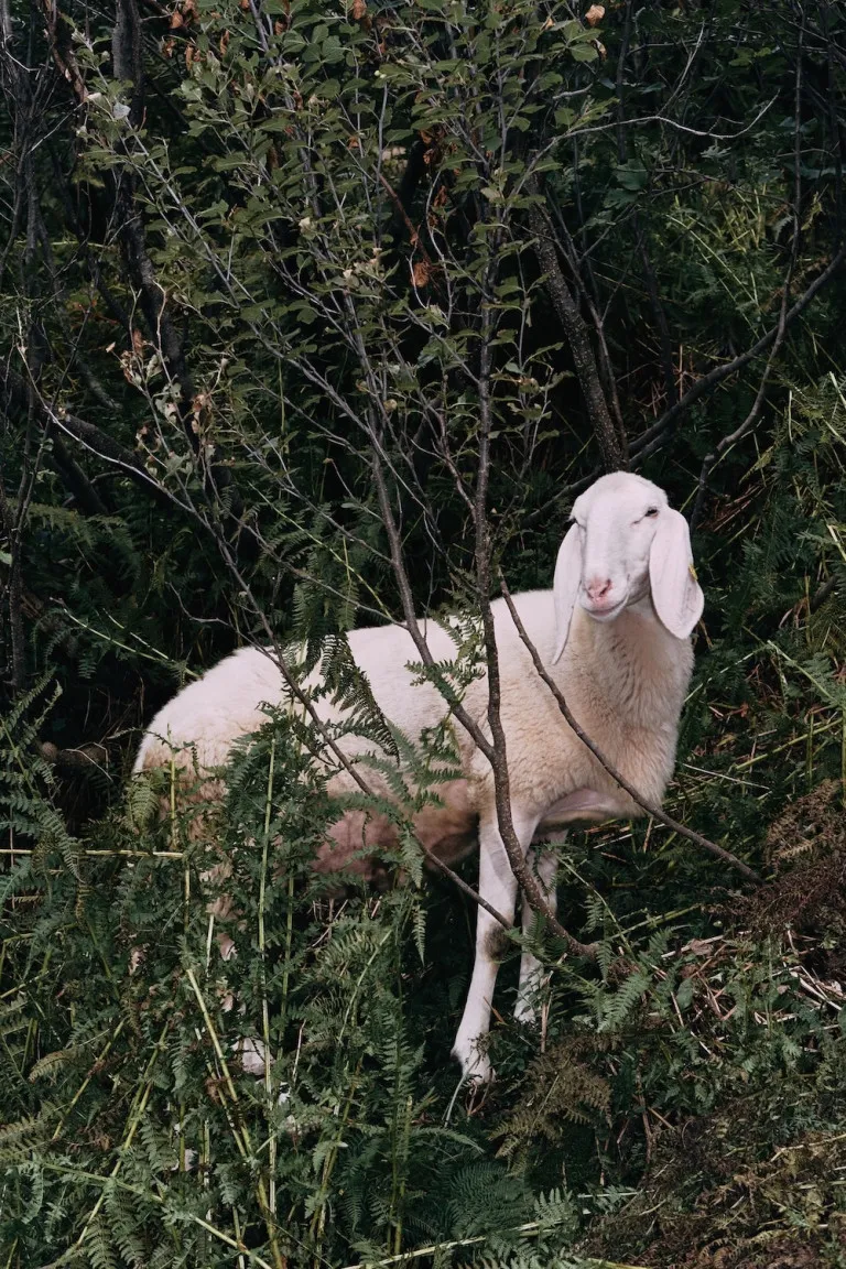 Formafantasma, seasonal transhumance, 2022, Alagna Valsesia, Piedmont, Italy