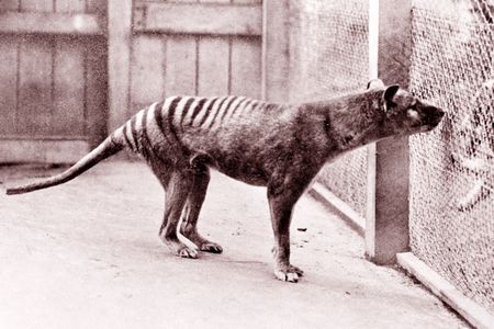 Now extinct, thylacines are carnivorous marsupials that once roamed freely around Australia, Tasmania and New Guinea.

