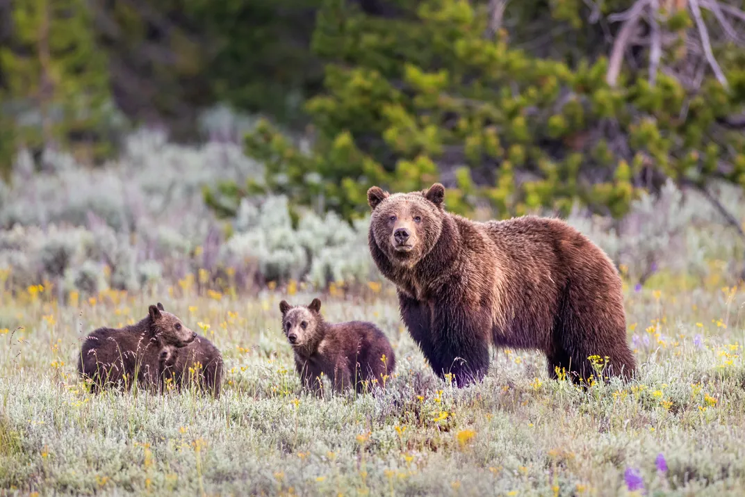 a brown bear with three cubs