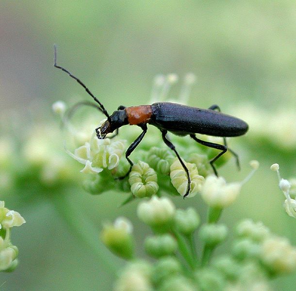 How to Protect Your Local Pollinators in Ten Easy Ways