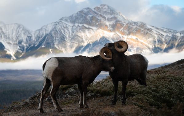 Bighorn rams jostle in the Canadian Rocky Mountains thumbnail