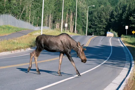 Most large wildlife fatalities caused by car crashes in Maine are deer and moose.