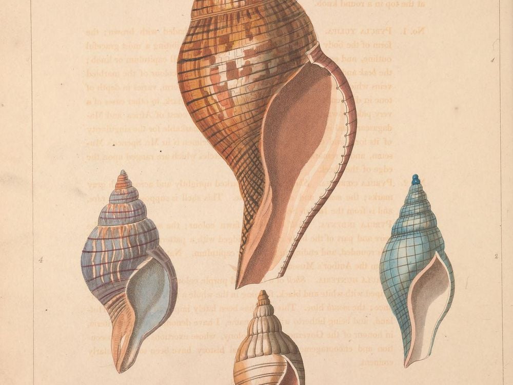 Plate from Conchology, or, The natural history of shells. London :W. Miller,[1811]. (Biodiversity Heritage Library, Smithsonian Libraries and Archives).