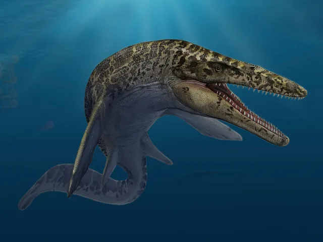 Exceeding 50 feet in length, Mosasaurus hoffmannii was among the largest mosasaurs.