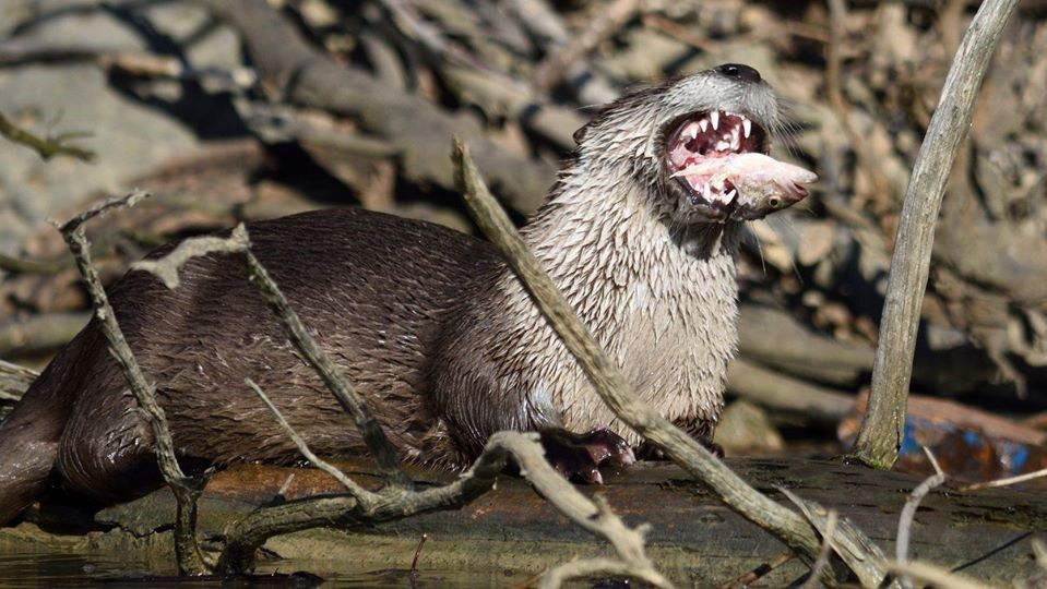 River otter with mouth wide open and a fish head sticking out