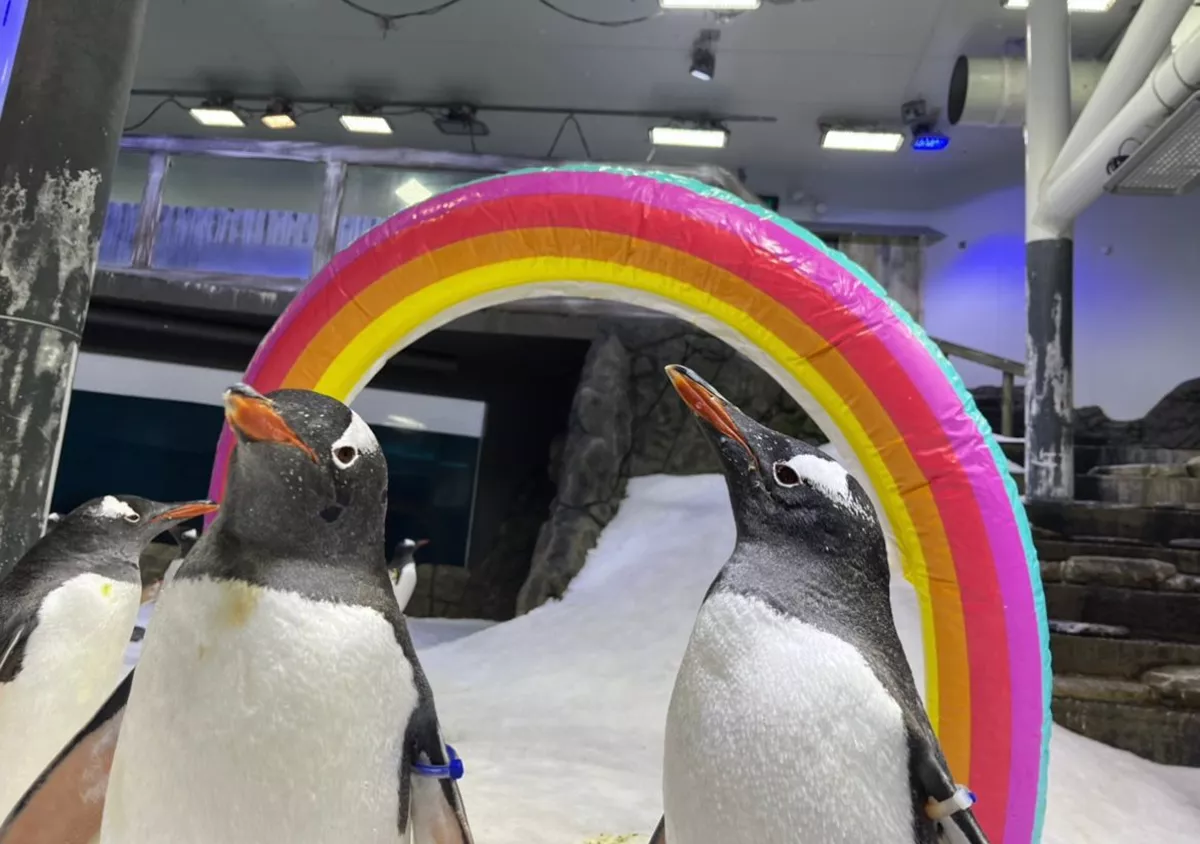 Sphen, Australian penguin of famous same-sex couple, dies at age 11