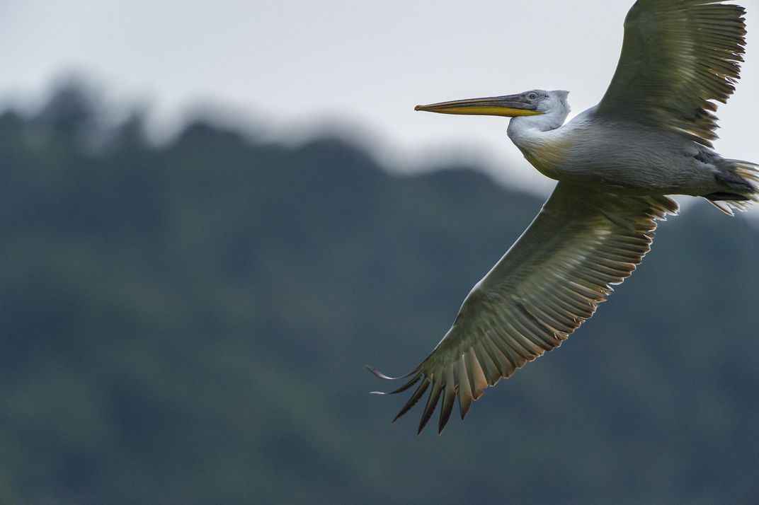 How Floating Nests May Save One of the World's Largest Water Birds