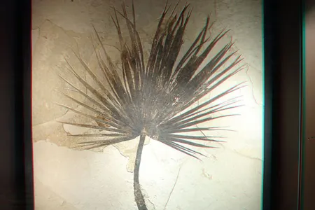 This palm frond fossil dating to the the Eocene period was found in Utah’s Green River Basin.