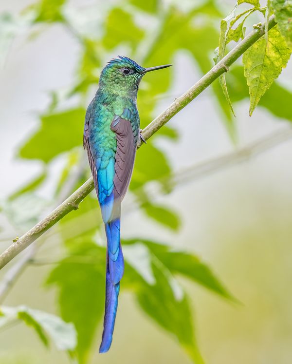 A long-tailed Sylph in the highlands of the Amazon rainforest thumbnail