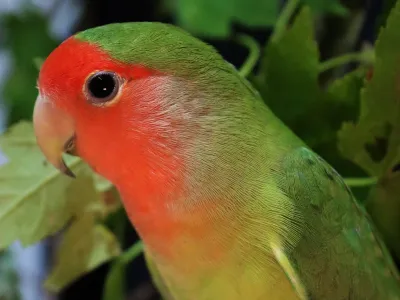 A rosy-faced lovebird