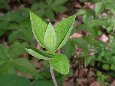 Sassafras leaves begin to grow. Both 19th-century Ohio farmer Thomas Mikesell and current Ohio State University ecologist Kellen Calinger-Yoak recorded important details about the plant.