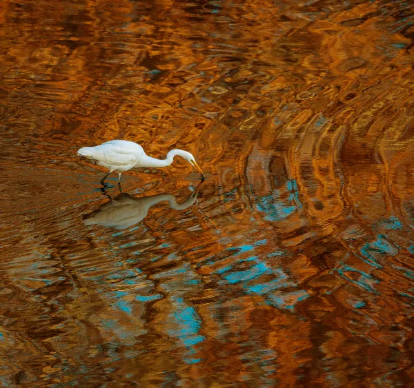 White Egret thumbnail