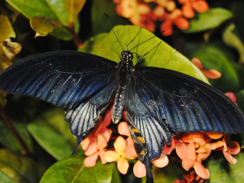Beautiful Blue Butterfly that was in the Smithsonian Museum of Natural