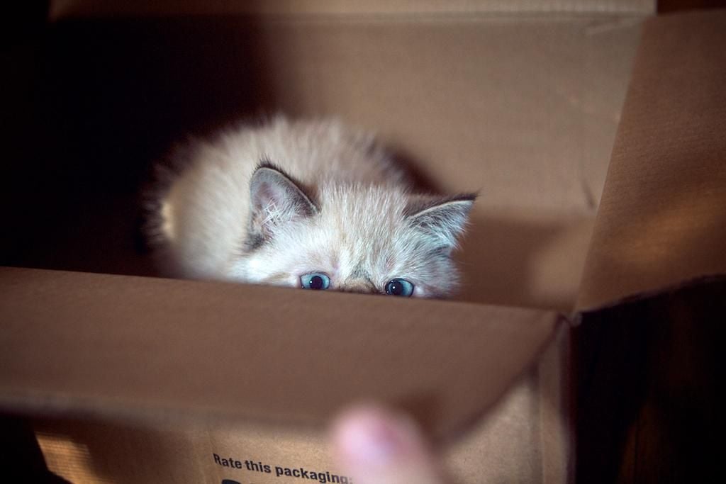 Cat in a box