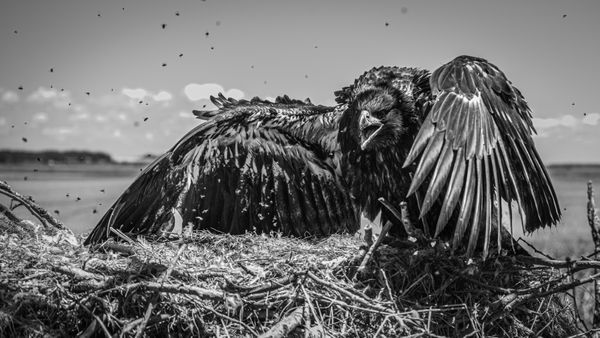 Lord of the Flies - Young Bald Eagle thumbnail