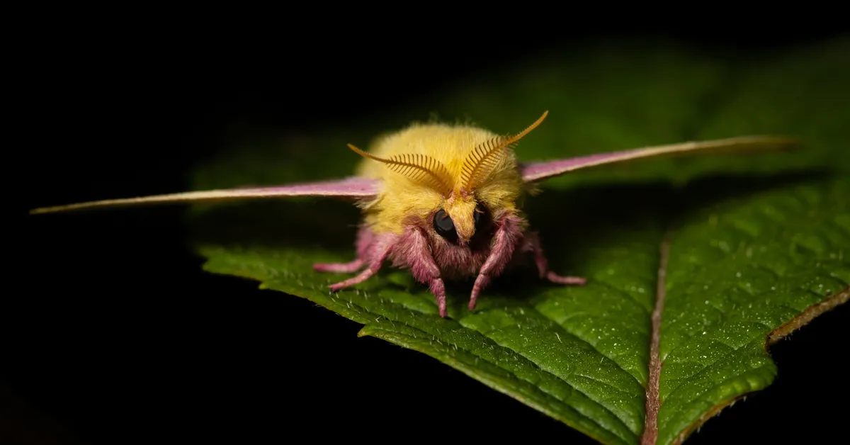 These Moths Are So Gorgeous They 'Put Butterflies to Shame', Science