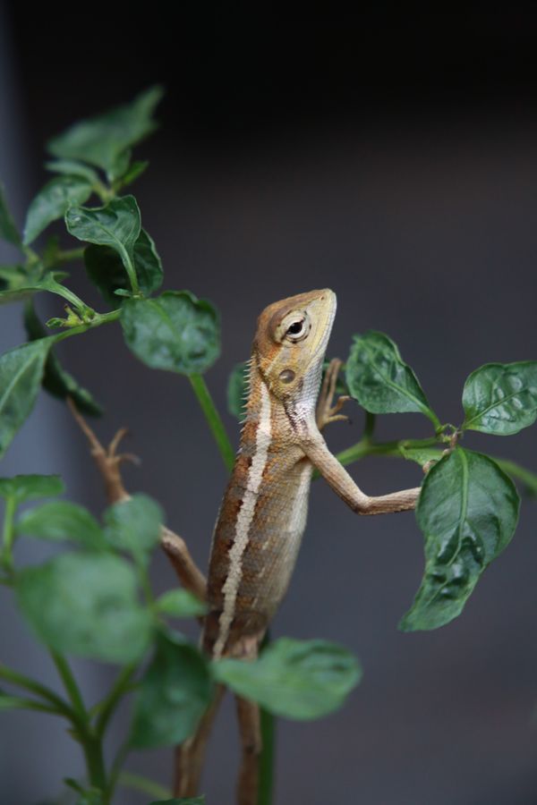 A Chameleon in my Backyard thumbnail