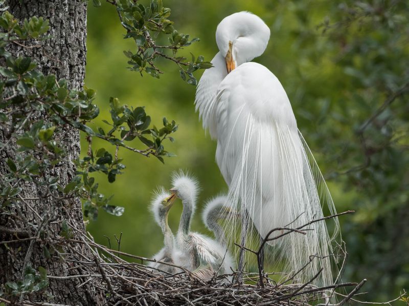 Great Egret Nest Smithsonian Photo Contest Smithsonian Magazine