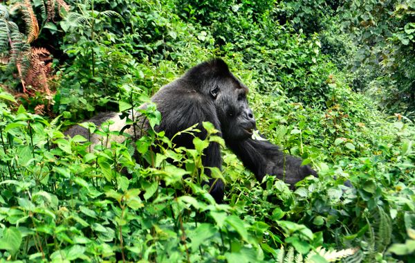 eastern lowland gorilla 1 thumbnail