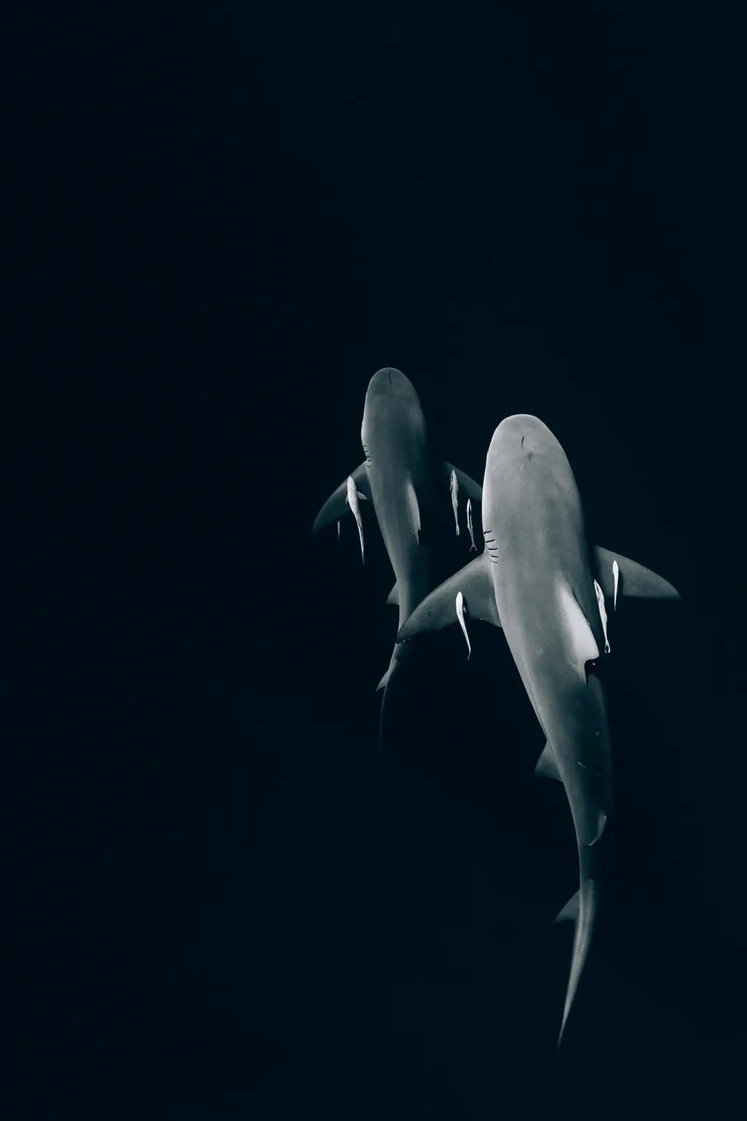 Aerial of 2 large sharks swimming