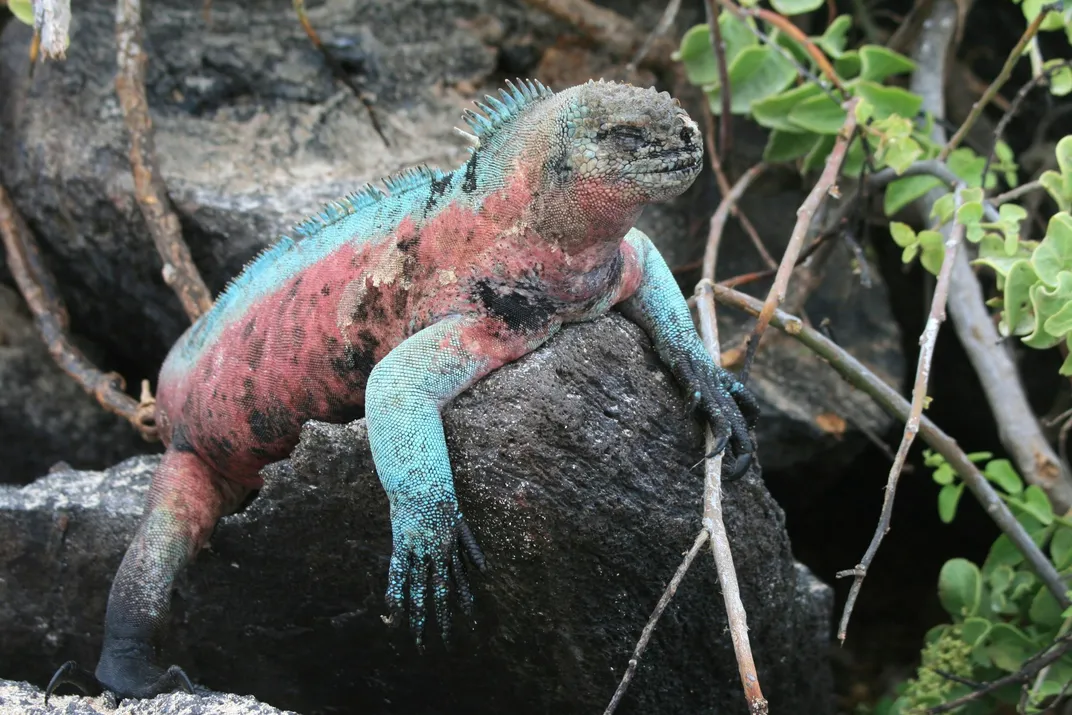 Colorful iguana