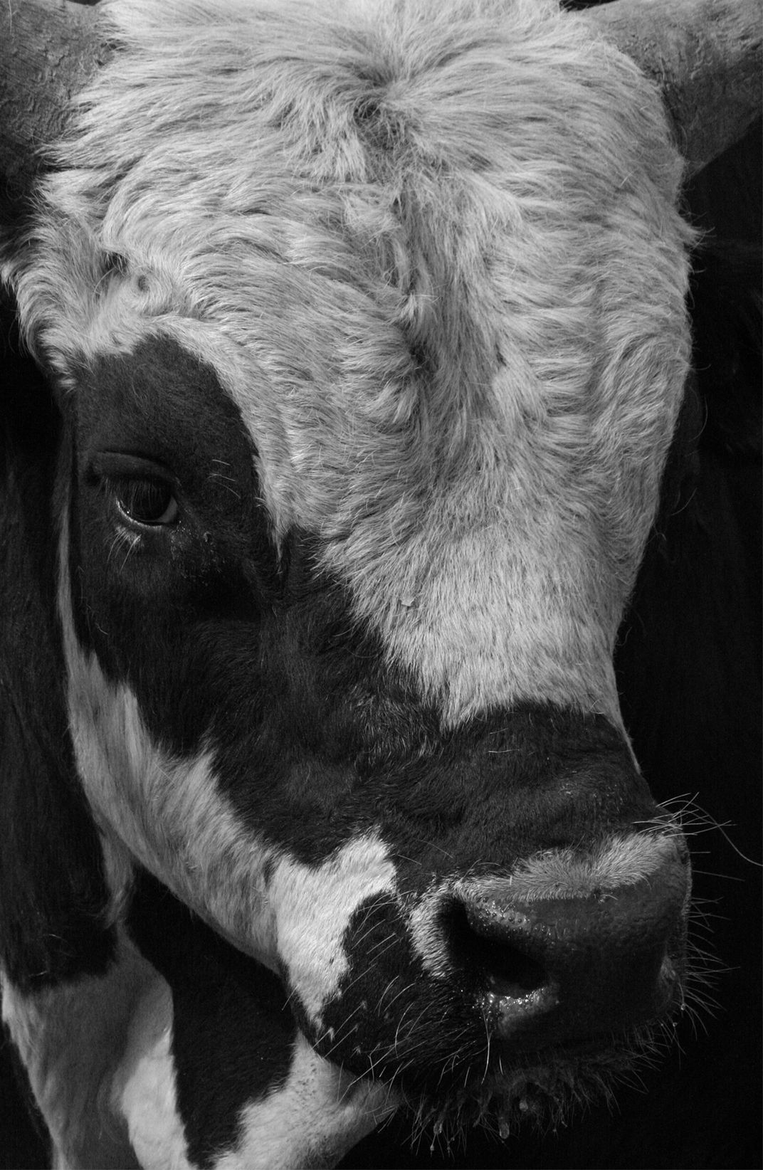 professional-bull-riding-bull-smithsonian-photo-contest-smithsonian