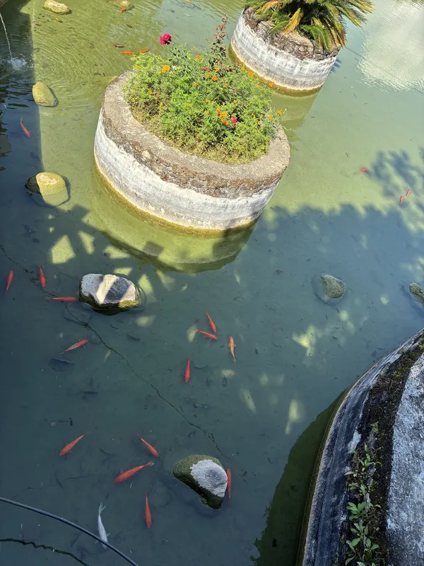 Gold fish pond thumbnail