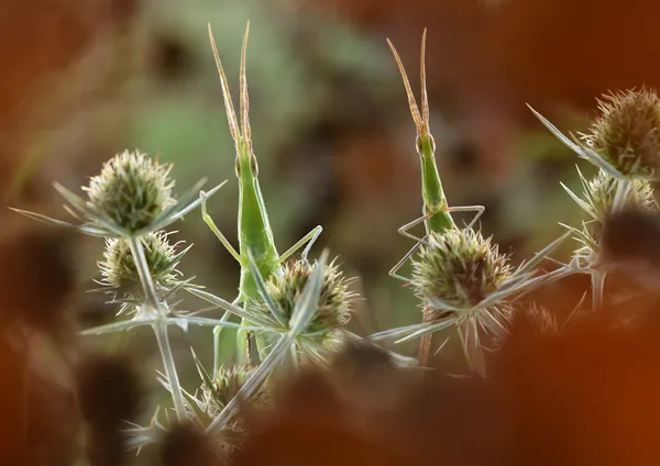 A strange couple thumbnail