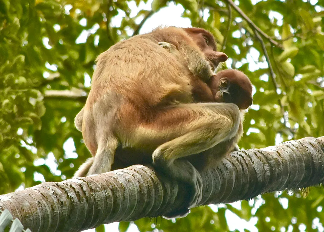 Proboscis Monkey mother and baby, Borneo, Malaysia