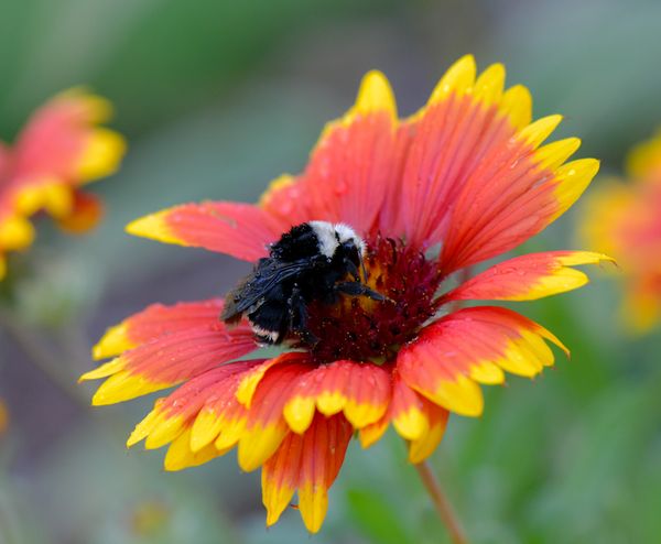 Bumble Bee with Dew Drops Sleep on a Blanket Flower thumbnail