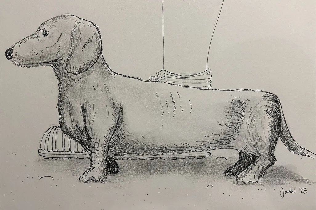 Drawing of the Dog