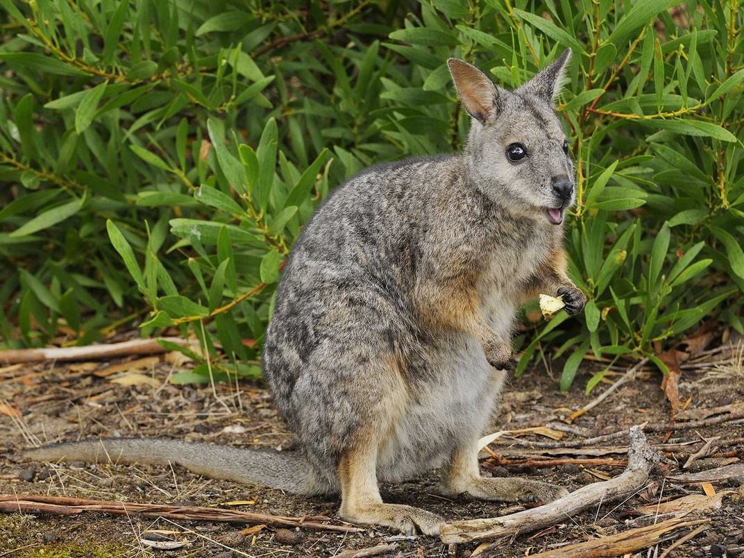 Tamar Wallaby
