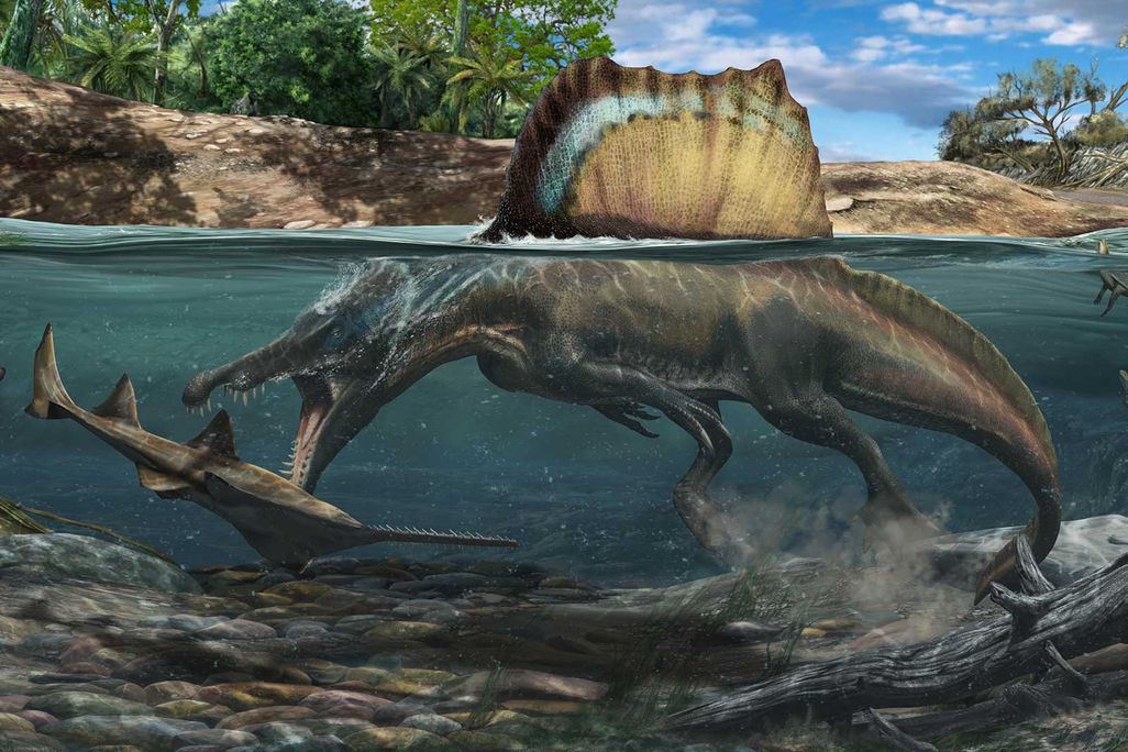 Spinosaurus Swimming